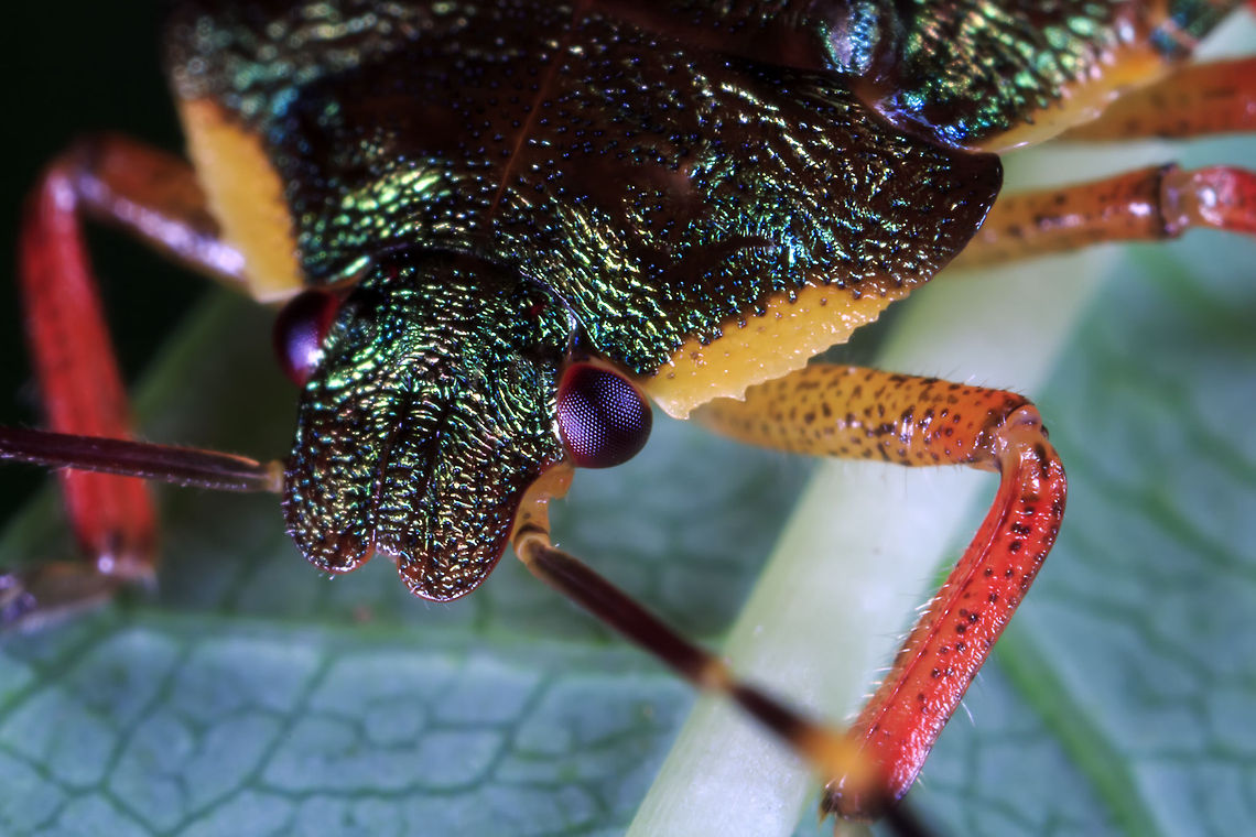 Troilus luridus Closeup There doesnt seem to be a common name for the Troilus luridus. Geotagged,Troilus luridus,United Kingdom