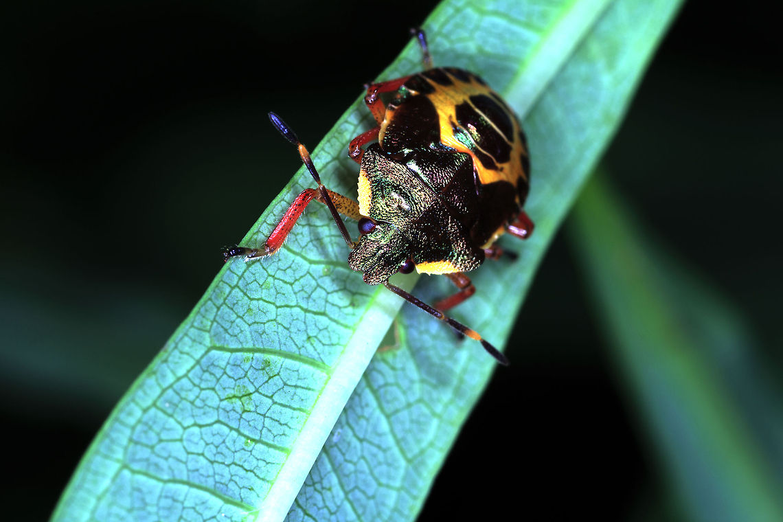 Troilus Luridus  Geotagged,Troilus luridus,United Kingdom