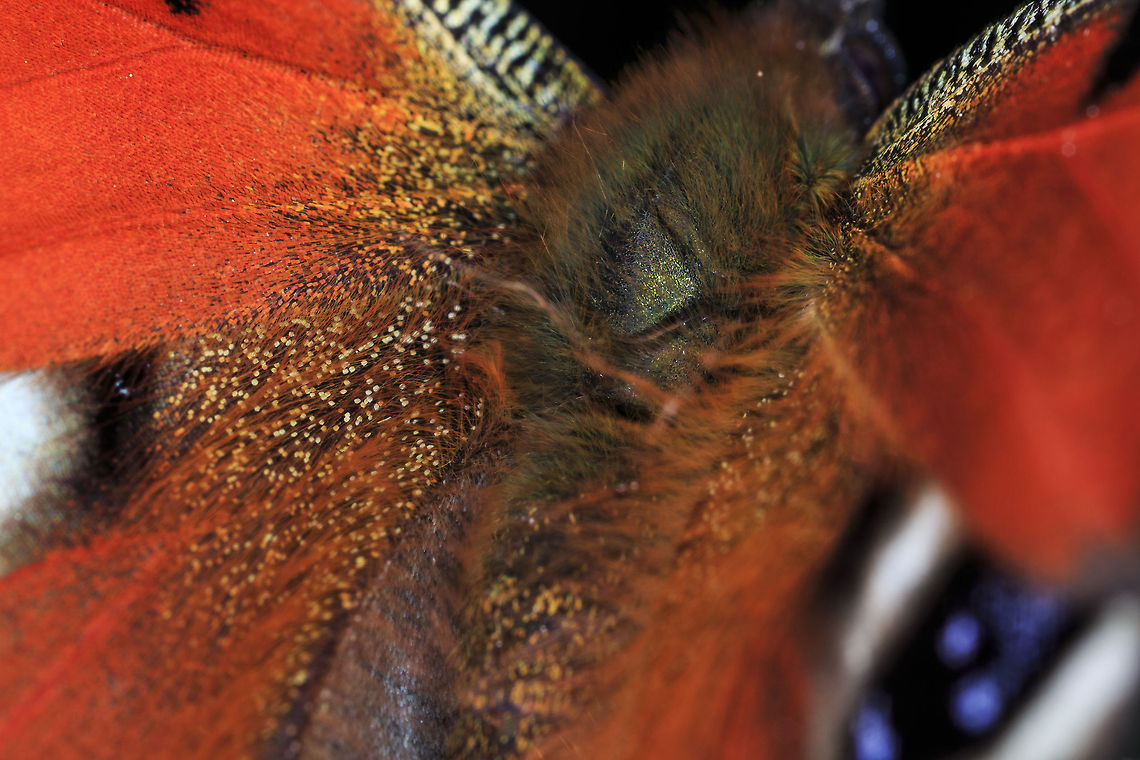 The European Peacock I wasn&#039;t going to upload this shot as I only took it to take a look at the colours and how they are structured, but thought others might enjoy it too.  European Peacock,Geotagged,Inachis io,United Kingdom