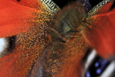 The European Peacock I wasn't going to upload this shot as I only took it to take a look at the colours and how they are structured, but thought others might enjoy it too.  European Peacock,Geotagged,Inachis io,United Kingdom