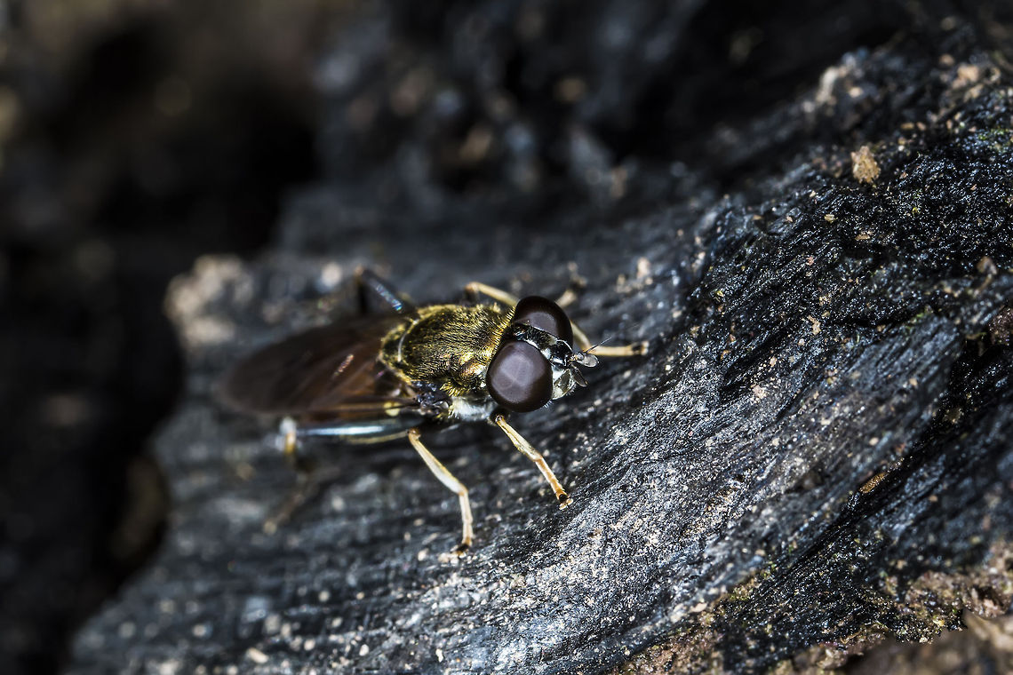 Hover fly (Xylota segnis) Ive not photographed this particular Hover fly before, I initially thought it was some sort of wasp. Geotagged,United Kingdom,Xylota segnis
