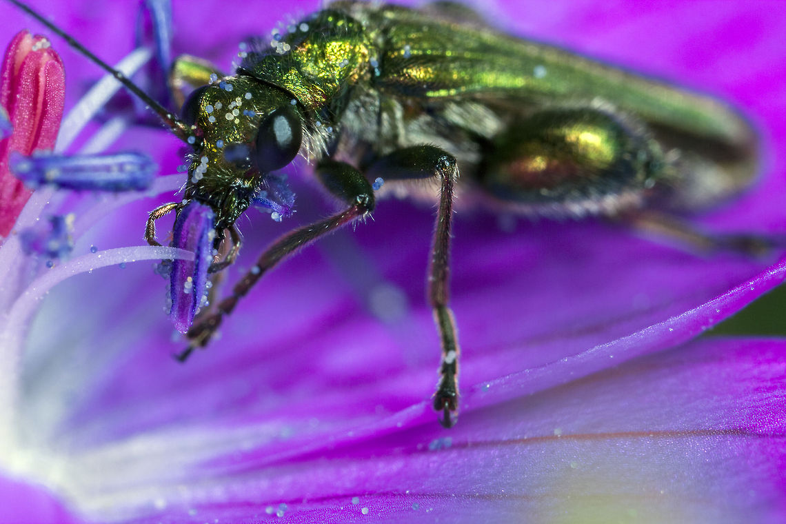 Thick Legged Flower Beetle  Geotagged,Oedemera nobilis,United Kingdom