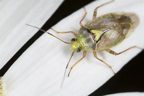 Lygus pratensis  Geotagged,Lygus pratensis,United Kingdom