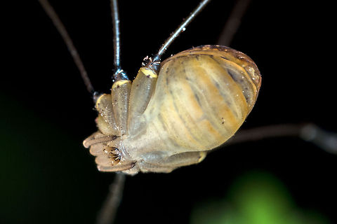 Harvestman This is a good shot illustrating the chelicerae (mouth parts) of a harvestman. Geotagged,Leiobunum rotundum,United Kingdom