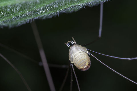 Drop Of Liquid (Leiobunum rotundum) This little guy is enjoying a nice drink on what was quite a hot day (29 Celsius). They tend to be quite inactive in the day, staying in the shade. Most species of harvestmen are omnivorous and feed upon insects, plant material, and fungi, but some species are scavengers and feed upon dead organisms, bird dung, and other fecal matter.  Geotagged,Leiobunum rotundum,United Kingdom