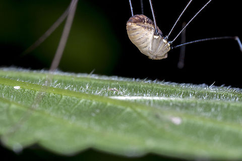 Im Walking Away (Leiobunum rotundum)  I like the prospective of this shot, as if your almost sat underneath it as it walks off into the sunset :)
This image is part of a set of images in my "Harvestman" list. Geotagged,Leiobunum rotundum,United Kingdom