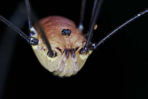 Leiobunum rotundum (Close up) This image is at 4:1 magnification, you can clearly see the pair of median eye on the carapace. Interestingly enough it seems the ancestor's of the harvestman actually had two sets of eyes. The pair of median eyes on the carapace and a set of lateral eyes on its side.

Anatomy
http://lanwebs.lander.edu/faculty/rsfox/invertebrates/leiobunum.html

Ancient Harvestman:
http://www.abc.net.au/science/articles/2014/04/14/3984928.htm Geotagged,Leiobunum rotundum,United Kingdom