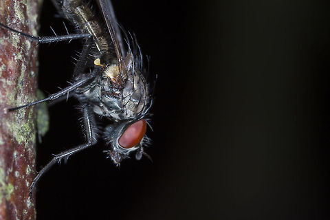 Fly We see flies in our ever day lives and think nothing of swatting a few, but would you feel the same if you could see the intricate details. The complicated structures that make this tiny creature are mind boggling. The flying mechanisms alone leave me in owe.

The little green/yellowish sack type structure sticking out below the wing is called a Halteres or halter (individual one). They are used like a gyroscope for identifying body rotation.  Below is a good video describing the flight of insects, in particular the fruit fly.

http://www.ted.com/talks/michael_dickinson_how_a_fly_flies#t-306436 Geotagged,United Kingdom