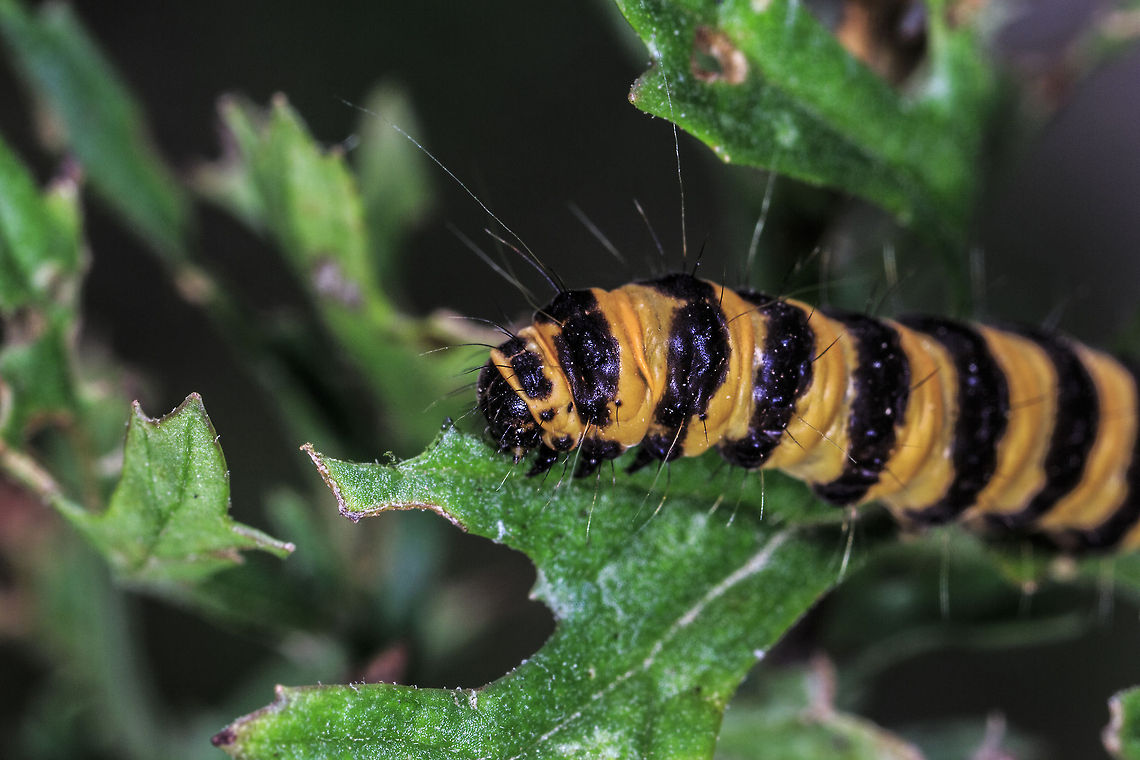 The Cinnabar (Tyria jacobaeae)  Cinnabar moth,Geotagged,Tyria jacobaeae,United Kingdom