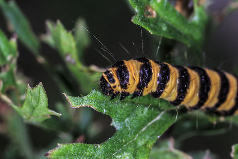 The Cinnabar (Tyria jacobaeae)  Cinnabar moth,Geotagged,Tyria jacobaeae,United Kingdom