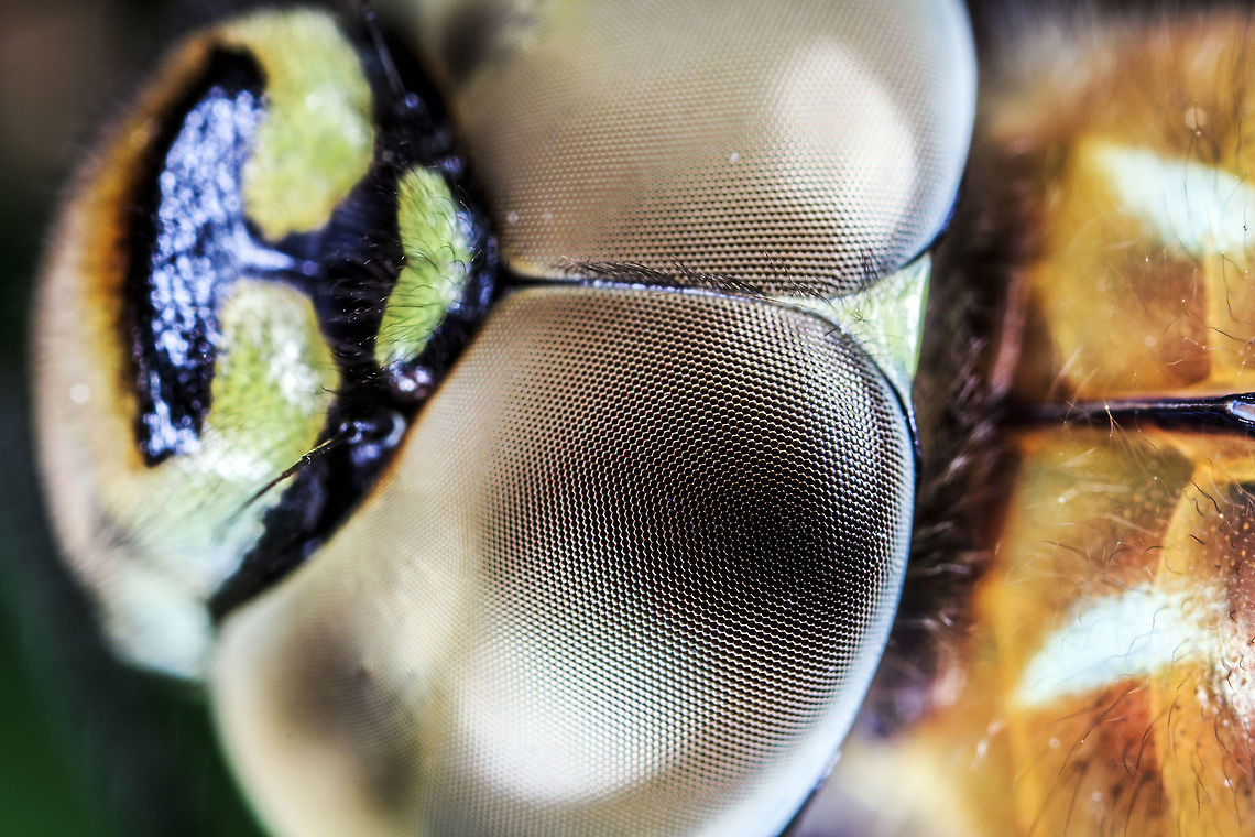 Migrant Hawker All dragonfly species have excellent vision. Each compound eye is comprised of several thousand elements known as facets or ommatidia. These ommatidia contain light sensitive opsin proteins, thereby functioning as the visual sensing element in the compound eye. But unlike humans, day-flying dragonfly species have four or five different opsins, allowing them to see colours that are beyond human visual capabilities, such as ultraviolet (UV) light. Together, these thousands of ommatidia produce a mosaic of &ldquo;pictures&rdquo; but how this visual mosaic is integrated in the insect brain is still not known. Aeshna mixta,Geotagged,Migrant Hawker,United Kingdom