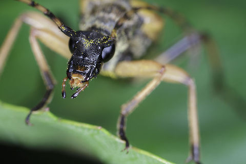Rutpela maculata formely Strangalia Maculata  Geotagged,Rutpela maculata,United Kingdom