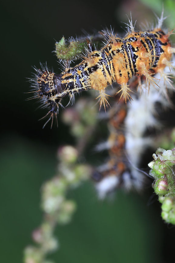 Comma This butterfly was once widespread over most of England and Wales, and parts of southern Scotland, but by the middle of the 1800s had suffered a severe decline that left it confined to the Welsh border counties, especially West Gloucestershire, East Gloucestershire, Herefordshire and Monmouthshire. It is thought that the decline may have been due to a reduction in Hop farming, a key larval foodplant at the time. Since the 1960s this butterfly has made a spectacular comeback, with a preference for Common Nettle as the larval foodplant, and it is now found throughout England, Wales, the Isle of Man and the Channel Islands and has recently reached Scotland. There have also been a few records from Ireland.<br />
<br />
Polygonia c-album ssp. c-album f. c-album Comma,Geotagged,Polygonia c-album,United Kingdom