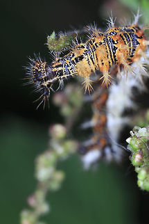 Comma This butterfly was once widespread over most of England and Wales, and parts of southern Scotland, but by the middle of the 1800s had suffered a severe decline that left it confined to the Welsh border counties, especially West Gloucestershire, East Gloucestershire, Herefordshire and Monmouthshire. It is thought that the decline may have been due to a reduction in Hop farming, a key larval foodplant at the time. Since the 1960s this butterfly has made a spectacular comeback, with a preference for Common Nettle as the larval foodplant, and it is now found throughout England, Wales, the Isle of Man and the Channel Islands and has recently reached Scotland. There have also been a few records from Ireland.

Polygonia c-album ssp. c-album f. c-album Comma,Geotagged,Polygonia c-album,United Kingdom