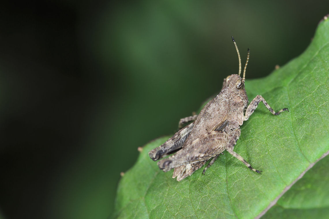 Nymph