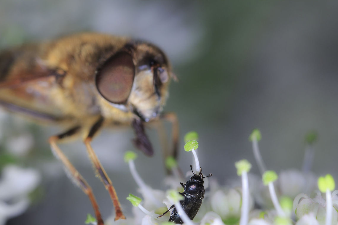 Pollen Beetle Was taking a photo of this Brassicogethes aeneus and someone tried to take the lime light ^_^. Brassicogethes aeneus,Geotagged,Rape beetle,United Kingdom