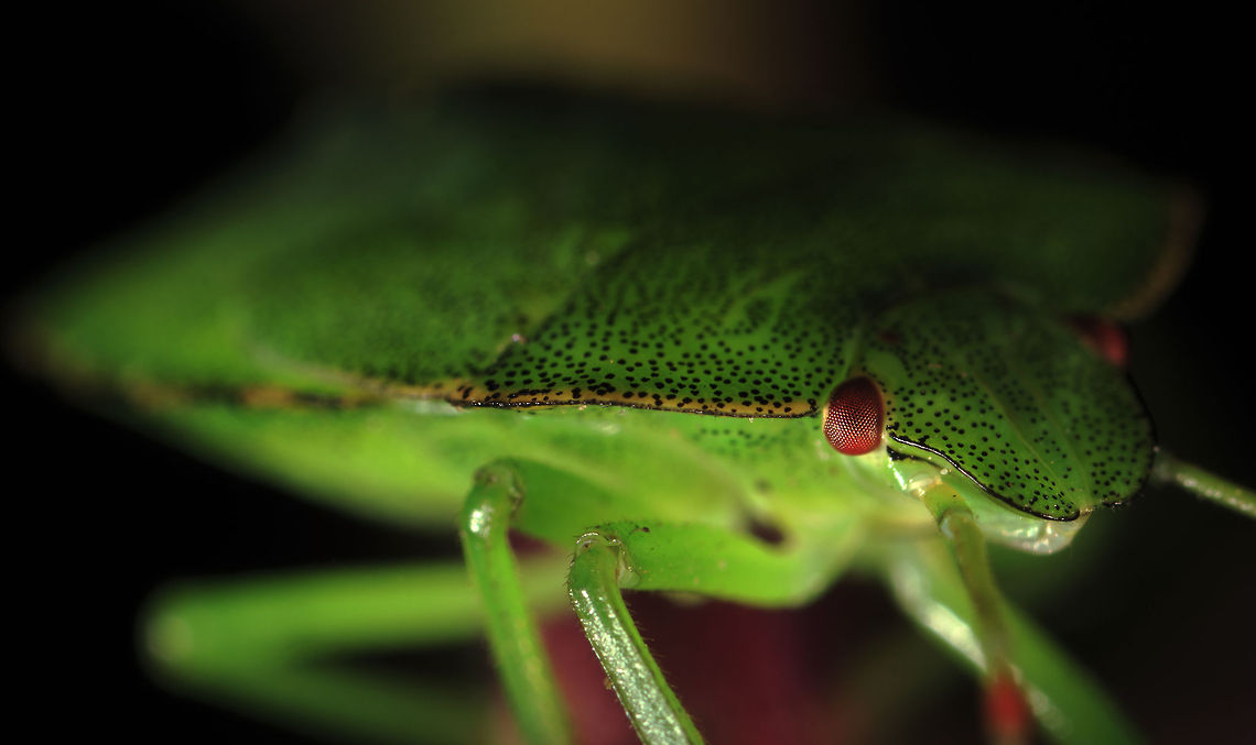 5th instar Common Green Shield Beetle Nymph  Green shield bug,Palomena prasina