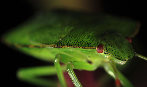 5th instar Common Green Shield Beetle Nymph  Green shield bug,Palomena prasina