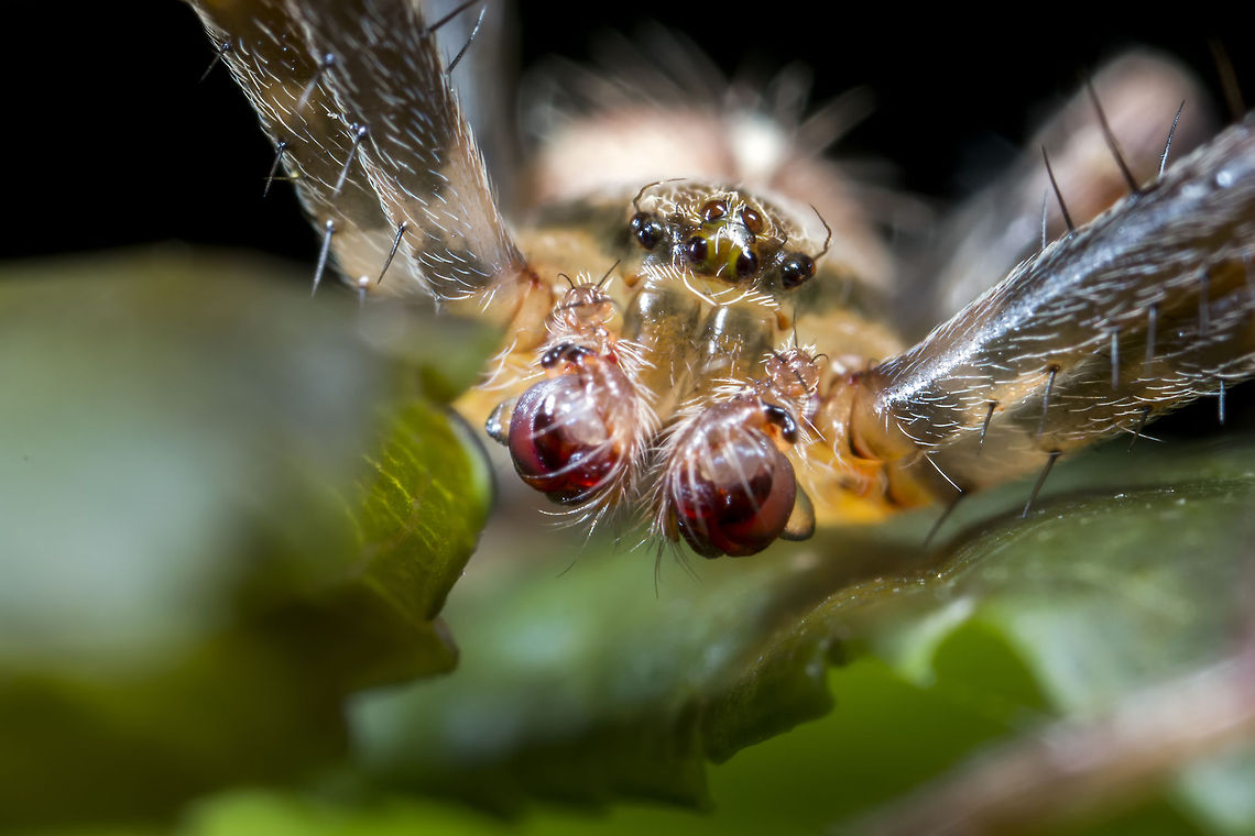 In Waiting Finally found this to be a Araneus diadematus (male). The males do not tend to build webs but wonder around looking for that special lady :).  Araneus diadematus,European garden spider,Geotagged,United Kingdom