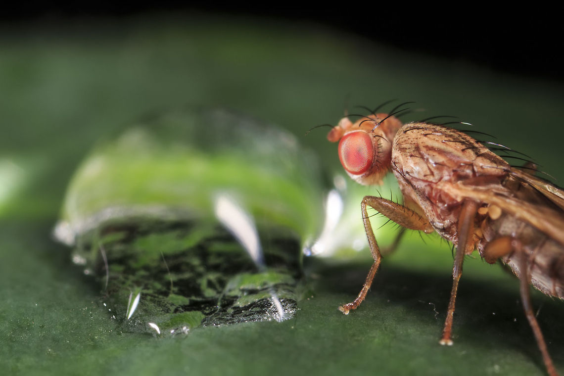 Neuroctena_anilis  Geotagged,United Kingdom