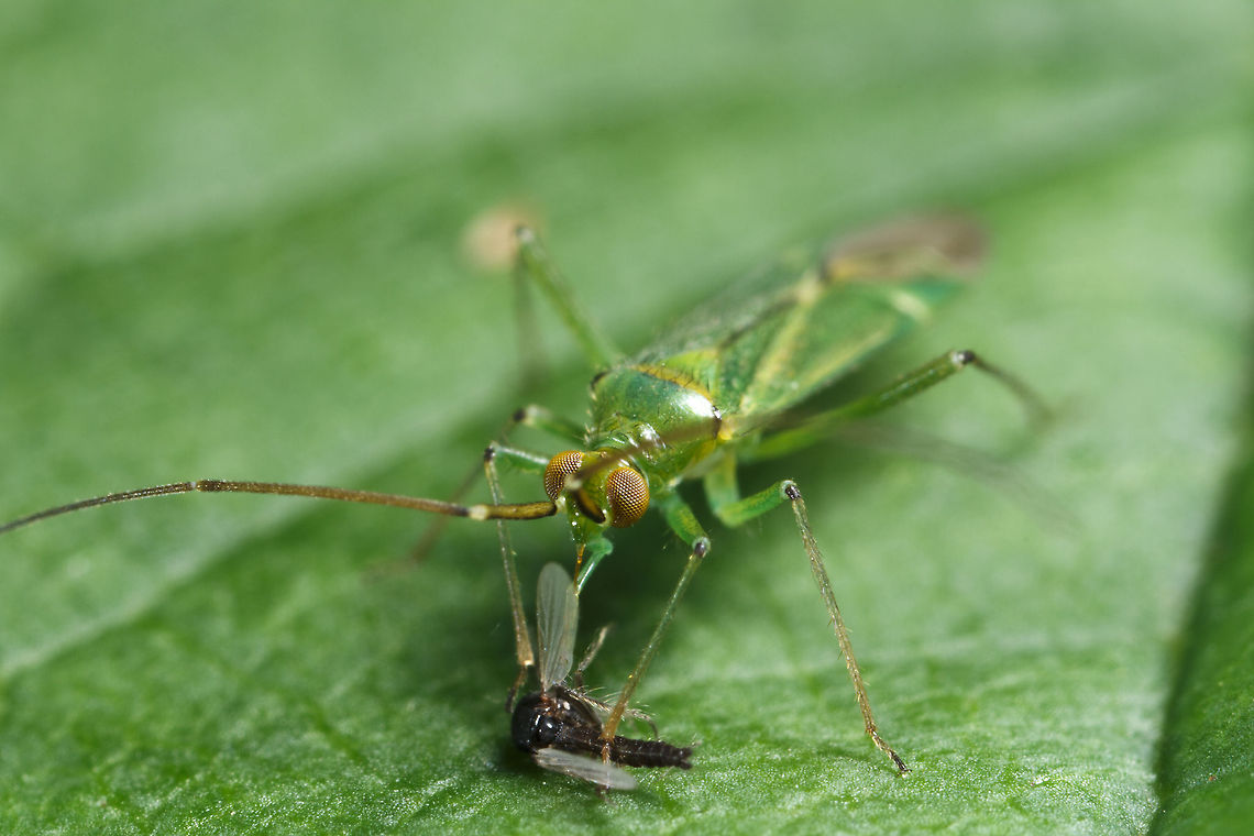 Slushy I have not been able to ID this little guy. I&#039;ve looked on various sites and books. Blepharidopterus angulatus,Geotagged,United Kingdom