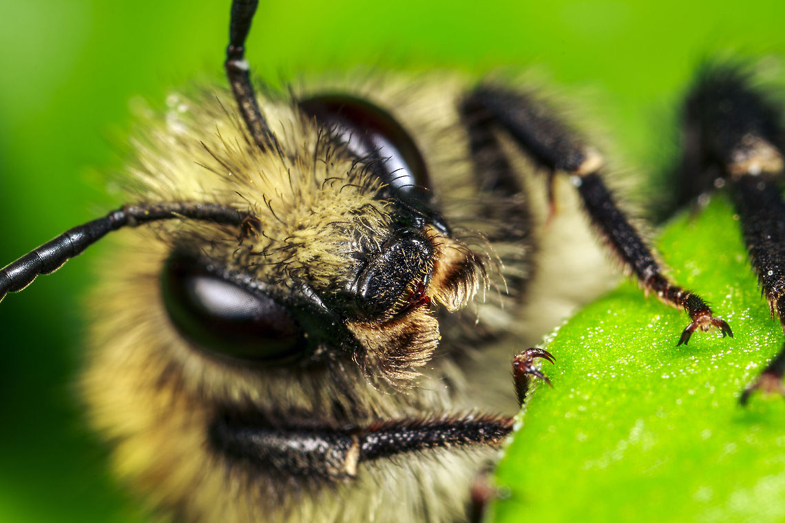 Bombus pascuorum  Bombus pascuorum,Geotagged,United Kingdom