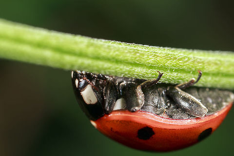 Lady Bird  Coccinella septempunctata,Geotagged,Seven-spot ladybird,United Kingdom