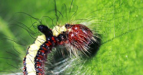 Grey Dagger Caterpillar  Acronicta psi,Acronicta tridens,Dark Dagger,Geotagged,Grey Dagger,United Kingdom