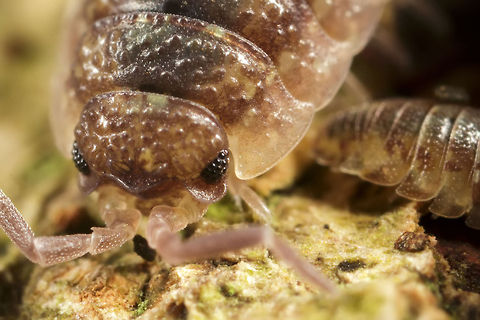Rough woodlouse  Geotagged,Porcellio scaber,Rough woodlouse