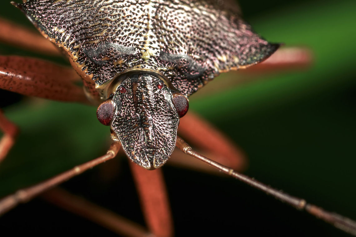 Forest Bug  Forest bug,Geotagged,Pentatoma rufipes,United Kingdom