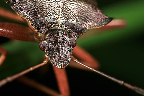 Forest Bug  Forest bug,Geotagged,Pentatoma rufipes,United Kingdom