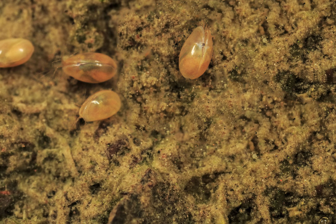 Ostracod This particular species all seemed to ranged from 0.5mm to 1mm in size. They really do remind me of tiny sea muscles. <br />
Here is an extract from Wikipedia.<br />
<br />
Ostracods, or ostracodes, are a class of the Crustacea (class Ostracoda), sometimes known as seed shrimp. Some 70,000 species (only 13,000 of which are extant) have been identified, grouped into several orders. They are small crustaceans, typically around 1 mm (0.039 in) in size, but varying from 0.2 to 30 mm (0.0079 to 1.1811 in) in the case of Gigantocypris. Their bodies are flattened from side to side and protected by a bivalve-like, chitinous or calcareous valve or "shell". The hinge of the two valves is in the upper (dorsal) region of the body. Ostracods are grouped together based on gross morphology, but the group may not be monophyletic; their molecular phylogeny remains ambiguous. Geotagged,United Kingdom