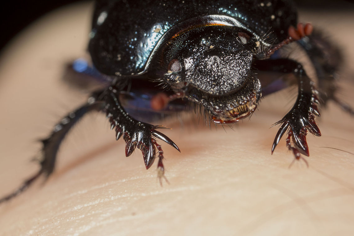 Dor Beetle - Geotrupes stercorarius