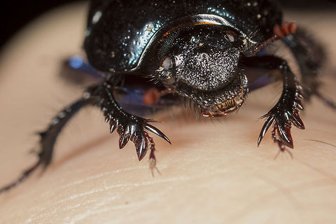 Dor Beetle - Geotrupes stercorarius