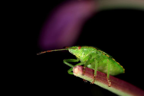 Common Green Shield Bug  Geotagged,Green shield bug,Palomena prasina,United Kingdom