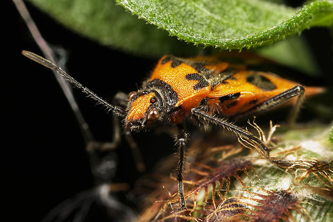 Corizus hyoscyami  Corizus hyoscyami,Geotagged,Red and black squash bug,United Kingdom