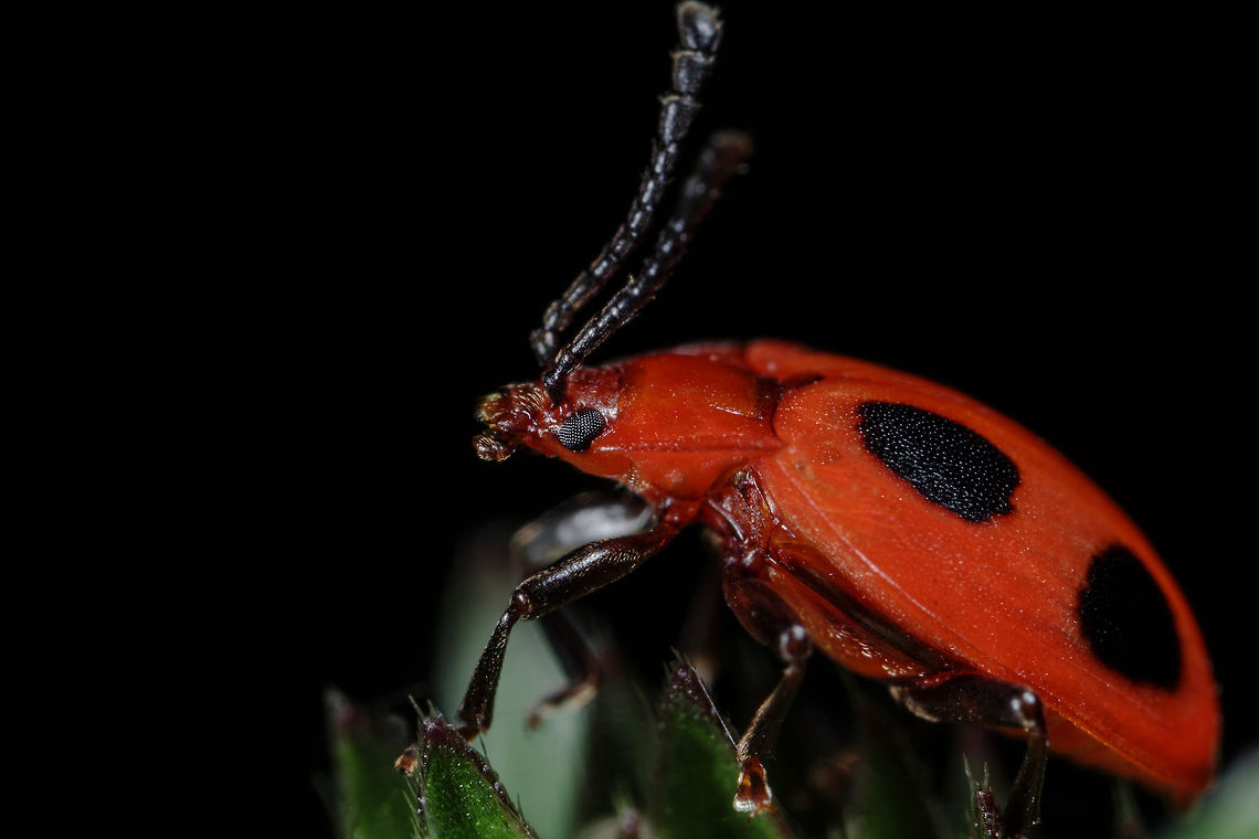 False LadyBird (Endomychus coccineus) I believe this to be a juvenile Endomychus coccineus. Endomychidae,Endomychus coccineus,Geotagged,Handsome Fungus Beetle,United Kingdom