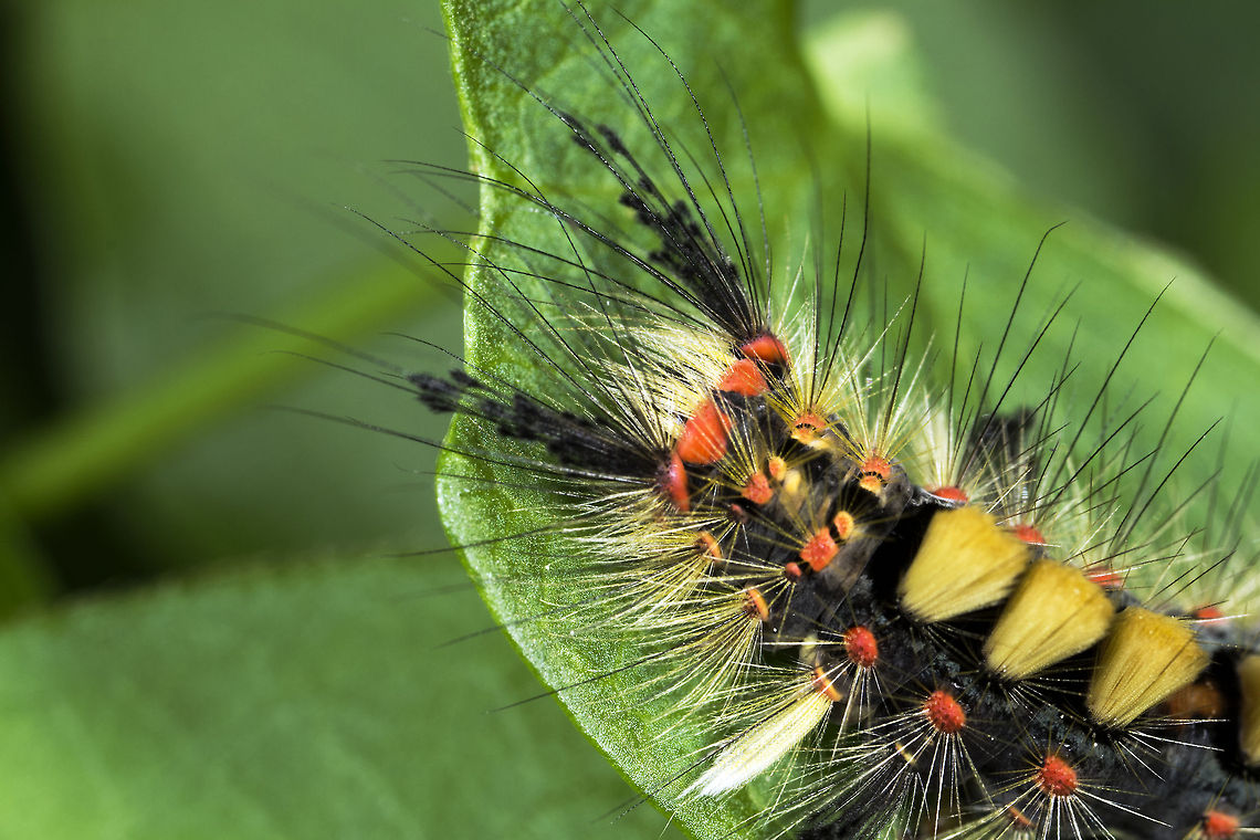Vapourer caterpillar (Orgyia antiqua) Beautiful little caterpillar. Geotagged,Orgyia antiqua,United Kingdom