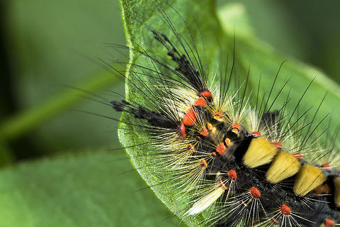 Vapourer caterpillar (Orgyia antiqua) Beautiful little caterpillar. Geotagged,Orgyia antiqua,United Kingdom