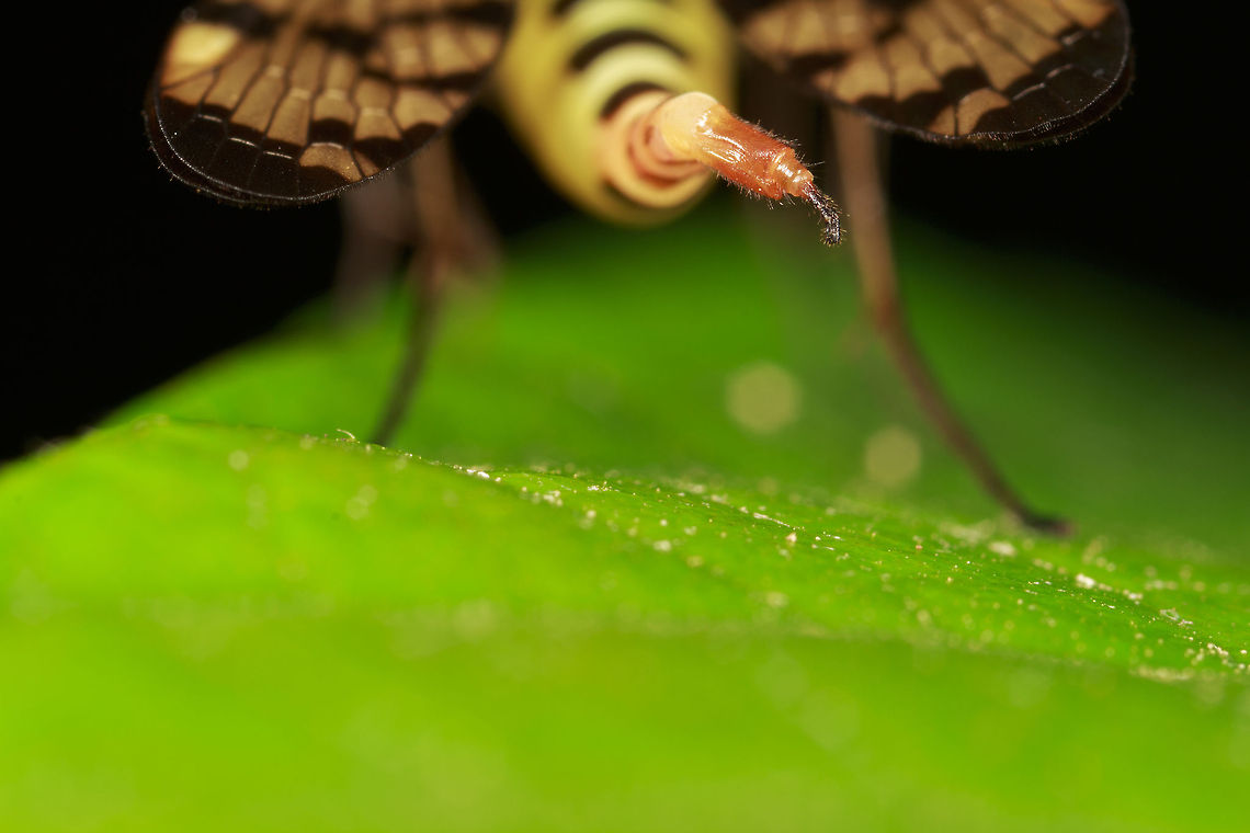 Scorpion Fly (female) This is a reasonably good illustration of the females abdomen. The male&#039;s final segment of the abdomen sticks up and resembles the tale of a scorpion.  Common scorpionfly,Geotagged,Panorpa communis,United Kingdom