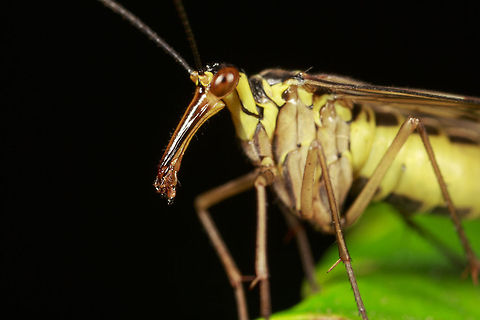 Scorpion Fly (female)  Common scorpionfly,Geotagged,Panorpa communis,United Kingdom