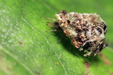 Chrysotropia ciliata larvae This is a very interesting larvae. Its a lacewing larvae but this little guy is apparently voracious. It not only eats other insects, it uses body parts and other oddities it finds around as armor! You can see on the right side parts of exoskeletons and near South East Center, what look to be chocolate rice puffs (way to small to be real rice puffs).
Lacewings court by 'tremulation', a low frequency sound produced by vibrating their abdomens, which in turn causes the substrate they are standing on to vibrate. The males and females will take turns tremulating; this duet is an essential prerequisite for mating.
The common green lacewing was thought to be one species, but recent research has shown that they are several closely-related species, which can only be distinguished by their courtship songs.
Lacewings are common insects in British gardens and are easy to recognise by their transparent lace-like wings, which are nearly twice as long as the abdomen. Lacewing larvae are voracious consumers of aphids and insect eggs. There are several British lacewing species, which are often divided by colour, into green (14 species) or brown (29 species) forms. The giant lacewing (Osymlus fulvicephalus), with a wingspan of up to 5 cm, is often found near streams and rivers. They are fairly slow moving and would make a ready meal for a foraging bird, so are rarely seen flying during the day. Instead of feeding on aphids, the larvae of the giant lacewing are semi-aquatic, and feed on the larvae of midges and other small species. Lacewings can be encouraged to remain in your garden by providing homes for their winter hibernation, which can be bought from some garden centres. They will be ready to lay eggs and help to control your aphids when they emerge from hibernation in the spring.
 Camouflage,Chrysopidae,Chrysotropia,Chrysotropia ciliata,Green Lacewing,Neuroptera,Self-decoration,United Kingdom