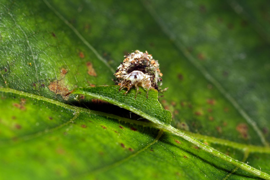 Chrysotropia ciliata larva This is a very interesting larva. Its a lacewing larva but this little guy is apparently voracious. It not only eats other insects it uses body parts and other oddities it finds around as armor! You can see on the right side parts of exoskeletons and near South East Center, what look to be chocolate rice puffs. I would love to know the story of the rice puffs. I found this guy in the middle of some woods. Camouflage,Chrysopidae,Chrysotropia,Chrysotropia ciliata,Green Lacewing,Neuroptera,Self-decoration