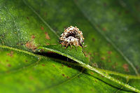 Chrysotropia ciliata larva This is a very interesting larva. Its a lacewing larva but this little guy is apparently voracious. It not only eats other insects it uses body parts and other oddities it finds around as armor! You can see on the right side parts of exoskeletons and near South East Center, what look to be chocolate rice puffs. I would love to know the story of the rice puffs. I found this guy in the middle of some woods. Camouflage,Chrysopidae,Chrysotropia,Chrysotropia ciliata,Green Lacewing,Neuroptera,Self-decoration