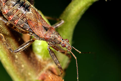 Tree damsel bug  Geotagged,Himacerus apterus,Tree damsel bug,United Kingdom