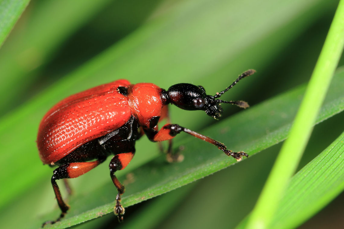 Hazel-leaf Roller Weevil  Apoderus coryli,Attelabidae,Coleoptera