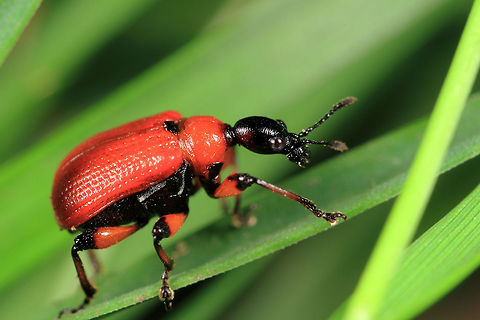 Hazel-leaf Roller Weevil  Apoderus coryli,Attelabidae,Coleoptera