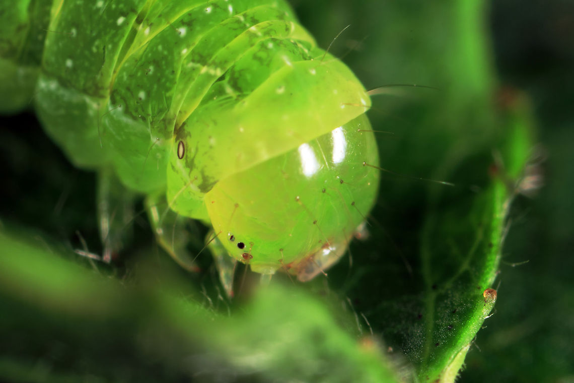 Angle Shades Caterpillar 1:4 Angle Shades,Geotagged,Phlogophora meticulosa,Small Skipper,Thymelicus sylvestris,United Kingdom