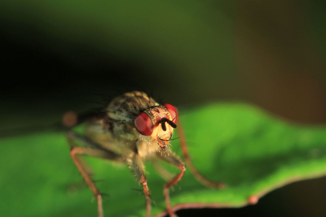 Mydaea urbana  Geotagged,Mydaea urbana,United Kingdom