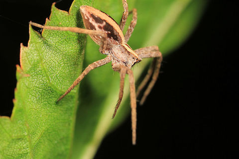 Nursery Web Spider  Geotagged,Nursery web spider,Pisaura mirabilis,United Kingdom